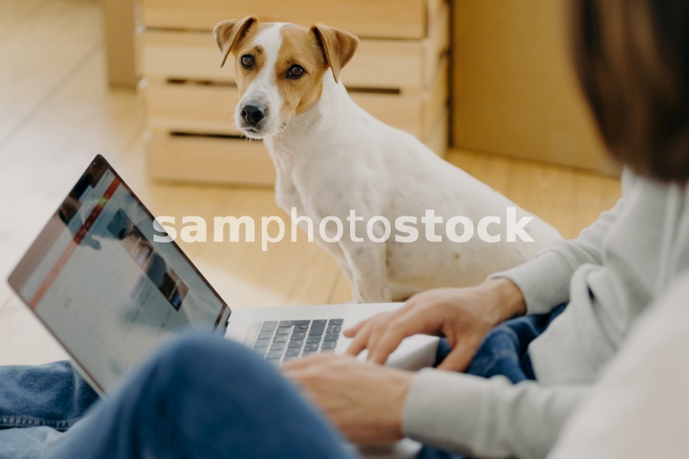 Unrecognizable man works on laptop comuter, keyboards and surfs internet webpage, sits on floor near carton boxes, searches new apartment to rent, lovely dog sits near, looks staightly at camera